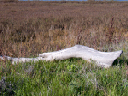 CRW_0631